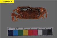 藏品(短身大眼蟹)的圖片